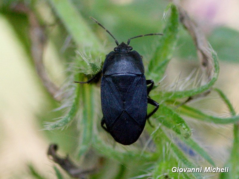 Lygaeidae: Aellopus atratus